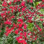 Cotoneaster nan-shan ഫലം