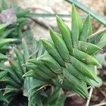 Haworthiopsis viscosa Συνήθη χαρακτηριστικά