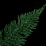 Polystichum squarrosum आदत