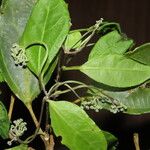 Hasseltia guatemalensis Hoja