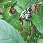 Chassalia curviflora Meyve