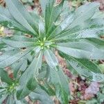 Daphne laureola Folha