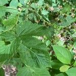 Rubus macrophyllus Blad