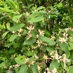 Lonicera tataricaFlower