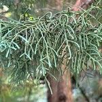 Cupressus gigantea Leaf