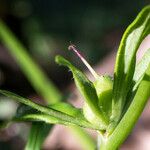 Misopates orontium 果實