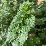 Urtica urens Ліст