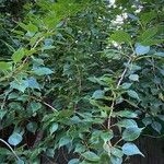 Populus balsamifera 葉