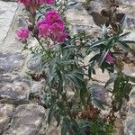 Antirrhinum australeFlower