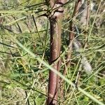 Parkinsonia aculeata Écorce