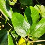 Passiflora manicata Leaf