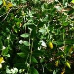 Hypericum kouytchense Likasa