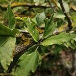 Hibiscus syriacusLeaf