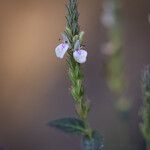 Rostellularia procumbens 花