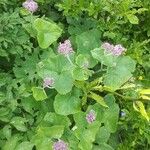 Adenostyles alpina Fula
