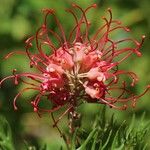 Grevillea banksii Flower
