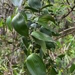 Eustrephus latifolius List