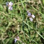 Verbena officinalisΛουλούδι