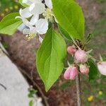 Malus spectabilis Levél