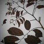 Diplotropis purpurea Otro