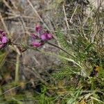 Pedicularis cenisia Habit