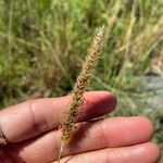 Setaria sphacelata Lorea