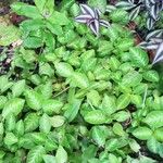 Episcia cupreataList