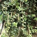Peperomia quadrifolia List