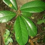Ficus maxima Folha
