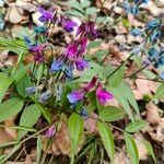 Lathyrus vernus Flors