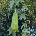 Luffa aegyptiaca Фрукт