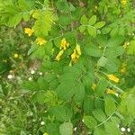 Caragana arborescens Leaf