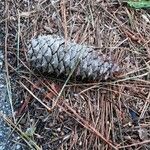 Pinus taeda Fruit