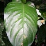 Ischnosiphon elegans Leaf