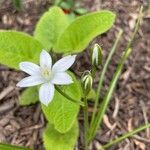 Ornithogalum gussonei Flower