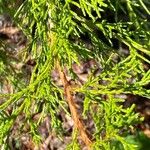 Chamaecyparis thyoides Leaf