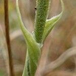 Spiranthes spiralis Blad