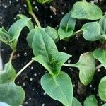 Mirabilis jalapaFlower