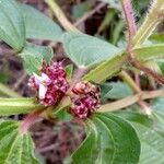Tristemma mauritianum Floare