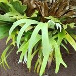 Platycerium alcicorne 葉