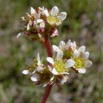 Micranthes integrifolia Flor