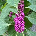 Callicarpa americanaFruit