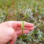 Platanthera hyperborea Floare