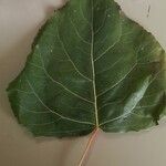Populus x canadensis Frunză