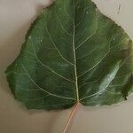 Populus x canadensis Leaf