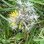 Scorzoneroides autumnalis Fruit