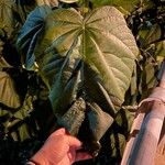 Paulownia tomentosa Steud.Leaf