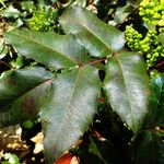 Berberis aquifolium List