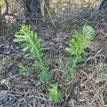 Lespedeza cuneata 葉