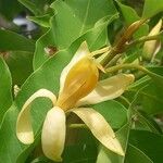 Magnolia champaca Blüte